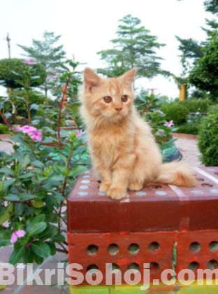 Persian cat